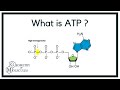 Understanding ATP Functions and Structure