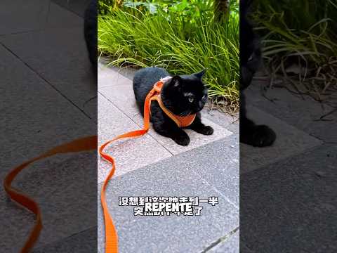 ¡¿El gato negro más afortunado del mundo?! 😱🍀 #shortvideo