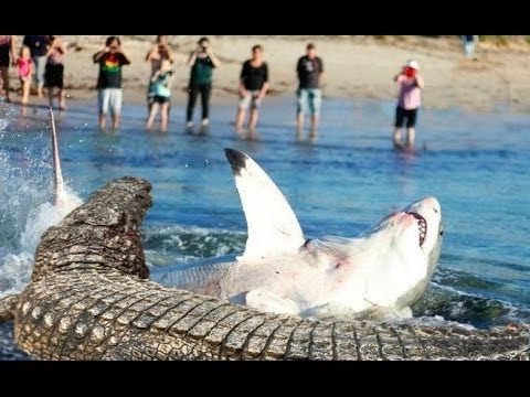 COCODRILO MARINO: El Monstruo Que Caza TIBURONES, Mata TIGRES y Devora CACHALOTES 🐊