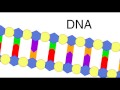 Exploring the Basics of DNA Replication