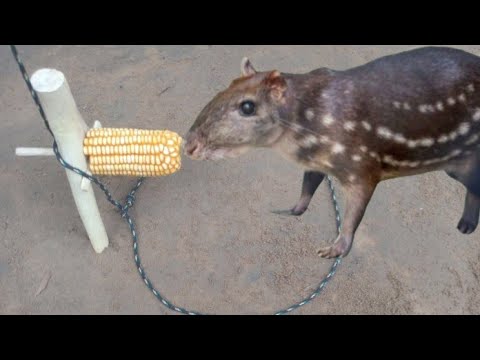 Armadilha de laço para pegar animais paca javali tatu capivara-sobrevivência na selva.