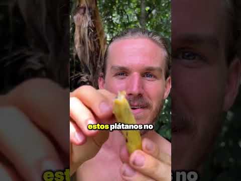 Los plátanos REALES 🍌 #datoscuriosos (📹 via: @fitshortie x ig)