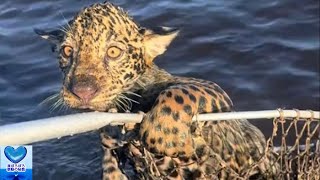 川で溺れている子どものジャガーを発見！釣り人たちによって無事救出される【感動】