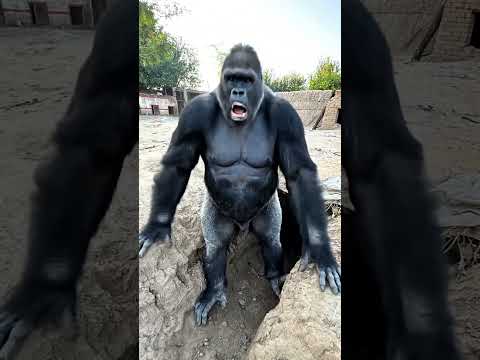 Who breaks the gorilla eggs #catvideos #gorilla #minivlogs
