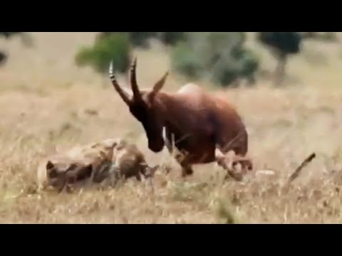 Brave Antelope Mum Attacks Hyena to Save Baby | World Wild Web