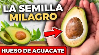 6 BENEFICIOS de la SEMILLA DE AGUACATE 🥑 Hueso de Aguacate PARA QUÉ SIRVE