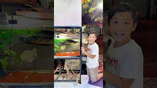 Đi kiếm cá lóc Nữ Hoàng #bettasales #baoiba #ngocdiemaquarium #viral #sivaca #xuhuong