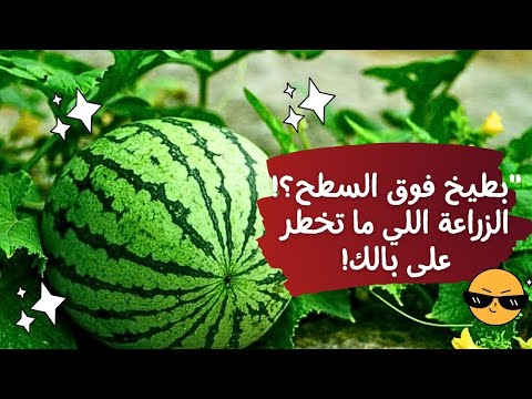 🍉 "تجربتي المجنونة مع زراعة البطيخ على سطح البيت! 😍🌿"احترف زراعة البطيخ من البذرة