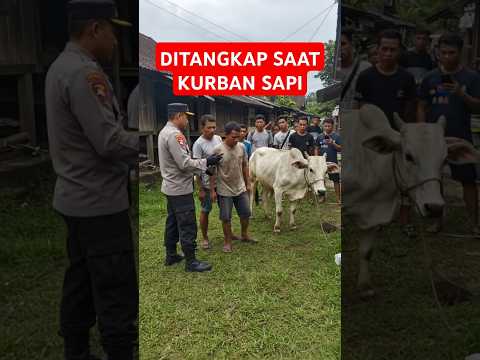 VIRAL! PRIA DIAMANKAN POLISI SAAT KURBAN SAPI