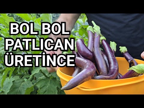 Bol Bol Patlıcan Üretirseniz Bunları Yapın