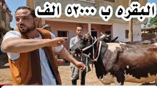 مرزوق بطه طلع بيسحر للفلاحين في أسواق المواشي علشان يطلع لنا بالاسعار دي كل يوم يبقي اكيد بيعمل كدا 