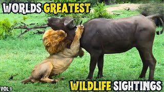 GREATEST WILDLIFE SIGHTINGS OF ALL TIME - VOLUME 1
