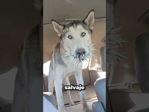 Perros que se enfrentaron a animales salvajes #dogs #perros