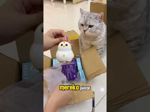 oreo jadi punya banyak teman #shorts