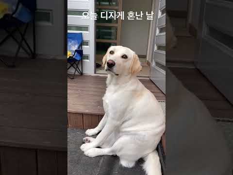 혼나고 나서 쓰담쓰담 위로받고 싶었던 리트리버 결국…