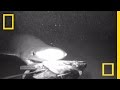 Deep-Sea Creatures and Research