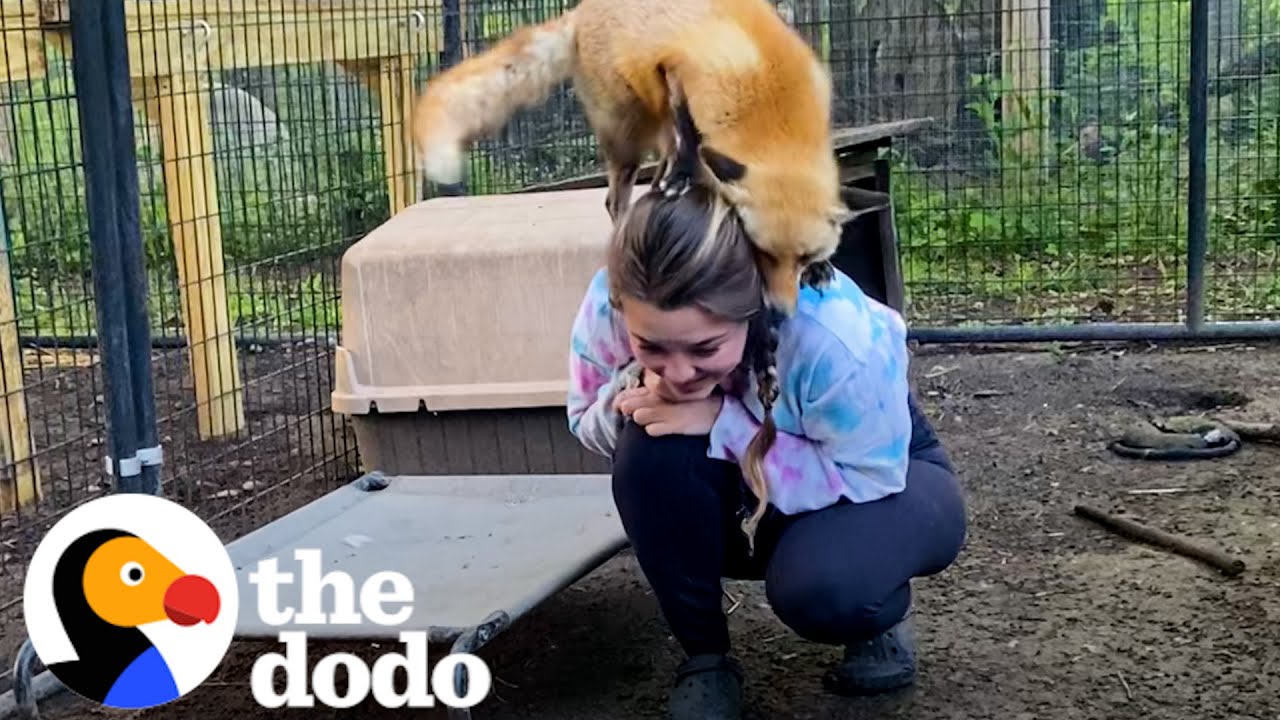 Woman Cares For 70 Animals At Sanctuary - The Dodo