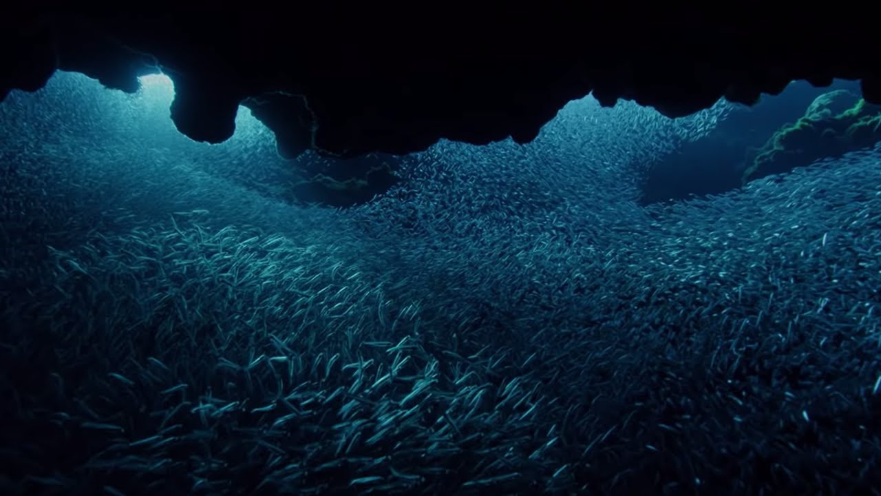 Tarpon Fish Hunting BBC Earth