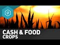 cash-crops-food-crops/