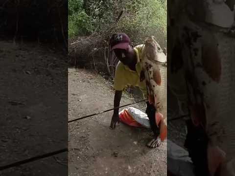 Catching big rohu fishes in the river single hook fisherman amazing video