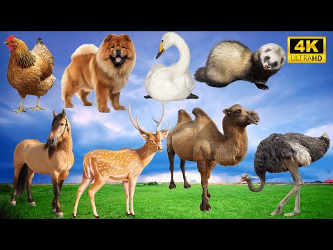 Relax with Animal Sounds: Chicken, Dog, Weasel, Horse, Deer, Camel, Ostrich - Animal Videos