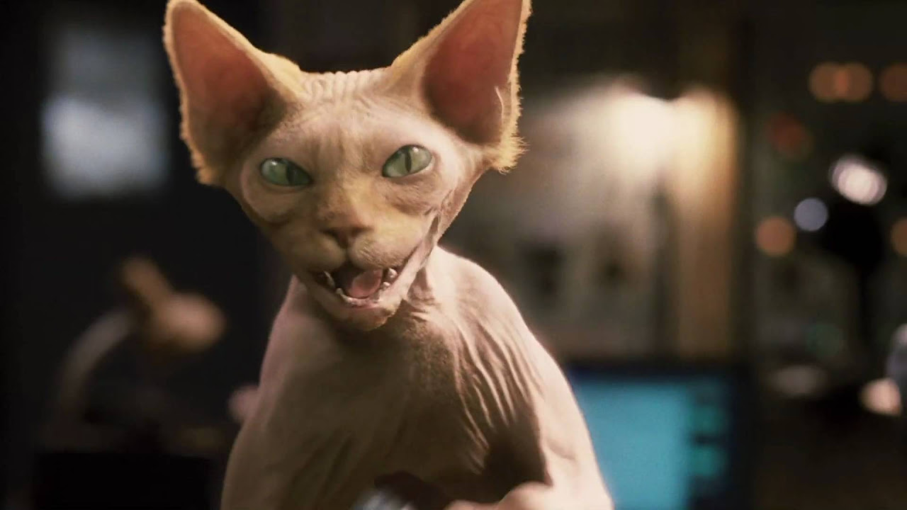 Cats & Dogs - Die Rache der Kitty Kahlohr Vorschaubild des Trailers