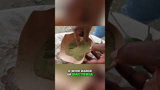 Neem Oil: Natural Antimicrobial & Pet Pest Defense! #shorts