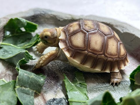 My New Baby Sulcata Tortoises!