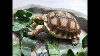 My New Baby Sulcata Tortoises!