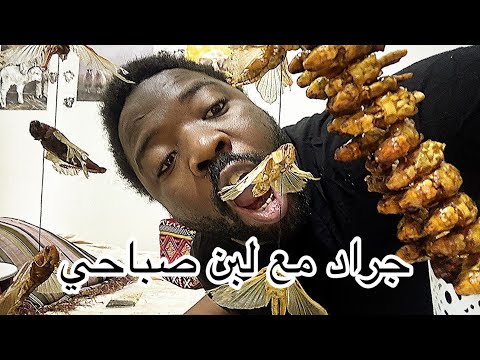 صباح الجراد اموركم دبه دبه