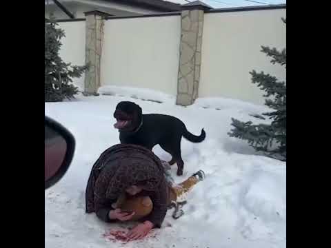 Забота о реакции.Пёс.Ребёнок.Мама.Помощь#dog #life #reaction #foryou #doglover #fyp #kids #mom