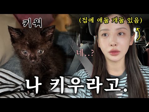 🐈‍⬛집사가 되었다 | 간택이라는 것인가 | ✨기초부터 헤어루틴 | 👧🏻👶🏻남매 일상도 준비했지요🖤 | 오랜만에 네일💅