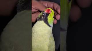 Very sweet parrot talking | Talking parrot