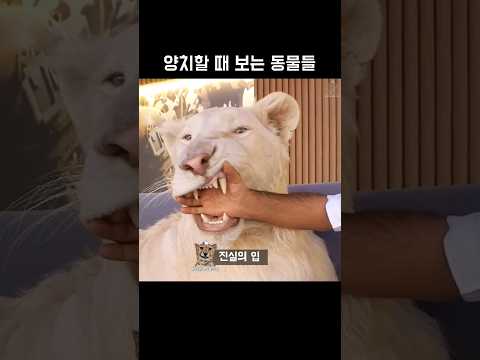 양치할 때 보는 동물들