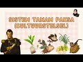Sistem Tanam Paksa di Indonesia