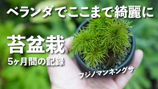ベランダで苔盆栽を美しく育てる方法教えますー東京ベランダ5カ月の栽培記録（フジノマンネングサ）