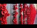 In Flanders Fields: Poem Insights