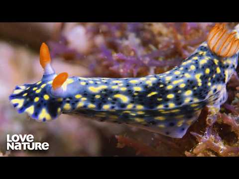 Are We Too Late?: Protecting Marine Life | Great Blue Wild 303