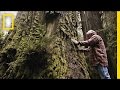 Redwood Conservation and Ecology