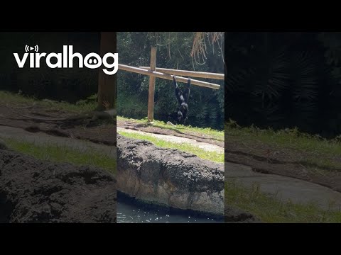 Gibbons Play With Iguanas in Zoo Enclosure || ViralHog