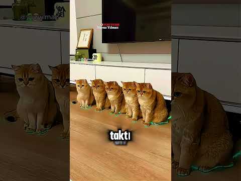Kediler OTOBANINA HOŞ GELDİN⁉️