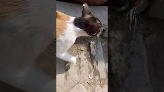 cat singing comedy viral video #shorts #short#comedy