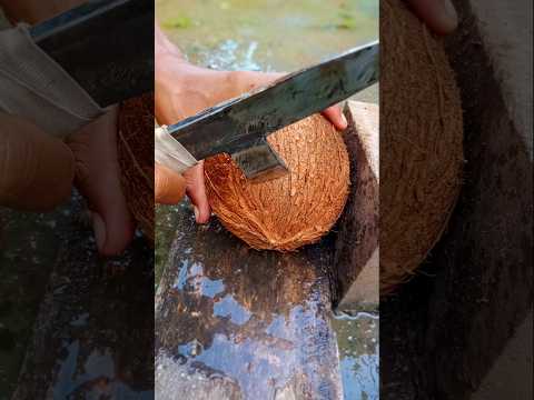Red fiber | removing coconut from its shell