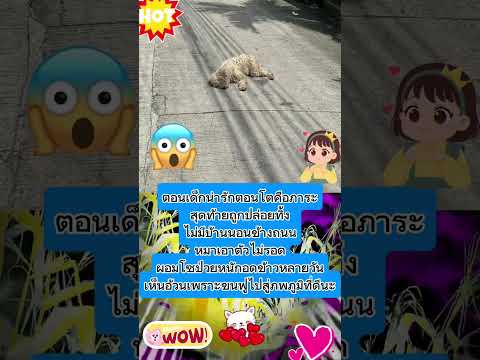 เมื่อหมาโตเป็นภาระ สุดท้ายต้องมานอนข้างถนน...😭 #ทิ้งหมา #หมาจร #น่าสงสาร #วอนช่วย #rip #ชีวิตหมาจร