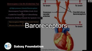 Baroreceptors