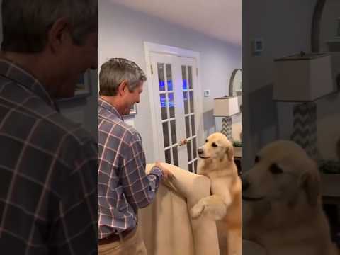 Dogs Helping are Adorable 🐕🐾❤️‍🔥