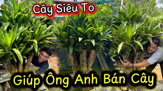 Giúp Ông Anh Tìm Chủ Mới Cho Cây Phát Tài Cổ Thụ