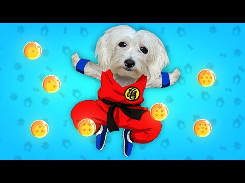 MI PERRO ES SON GOKU DE DRAGON BALL EN LA VIDA REAL !!