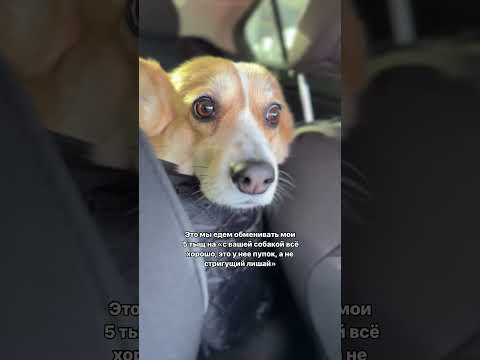 Как жизненно порой 😁 #shortsvideo #corgi #funny #puppy #shortvideo #shotrs #корги