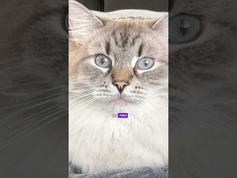 Устал жить во лжи 🤣